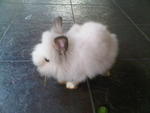 A20 - Angora Rabbit Rabbit