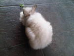 A20 - Angora Rabbit Rabbit