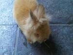 A21 - Angora Rabbit Rabbit