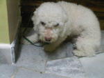 PF13829 - Poodle Dog