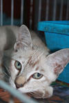 Taioko - Domestic Short Hair Cat