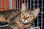 Kylee - Domestic Short Hair Cat