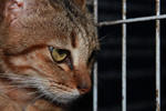 Kylee - Domestic Short Hair Cat