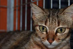 Kylee - Domestic Short Hair Cat