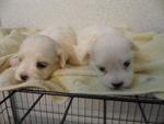 Maltese For Sale - Maltese Dog