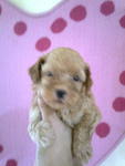 Homebred Apricoat Toy Poodle Puppy - Poodle Dog