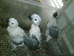 Congo Baby African Grey - African Grey Bird