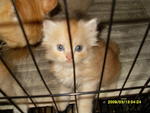 Nia - Domestic Long Hair Cat