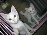 Four White Kitten - Domestic Medium Hair Cat