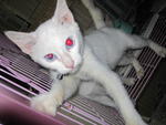 Four White Kitten - Domestic Medium Hair Cat