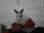 Bunny - Angora Rabbit Rabbit