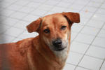 Nebo - Labrador Retriever Mix Dog