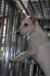 Jersey - Jack Russell Terrier Mix Dog