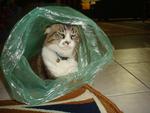 OOoo....plastic bags...my favourite!