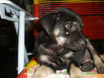 6 Abandont Puppies - Mixed Breed Dog