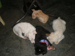 6 Abandont Puppies - Mixed Breed Dog