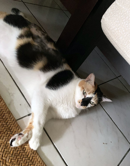 Patches - Domestic Short Hair + Calico Cat