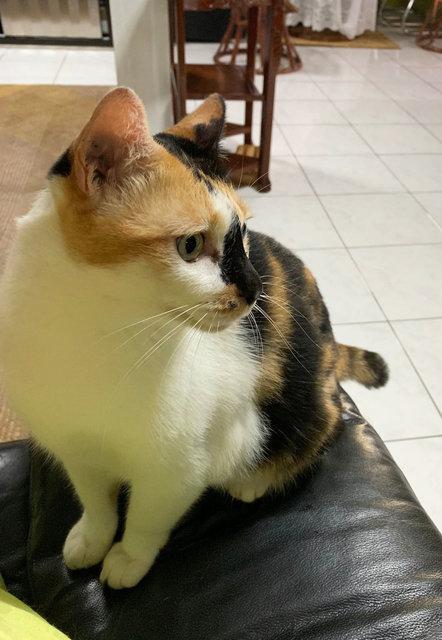 Patches - Domestic Short Hair + Calico Cat