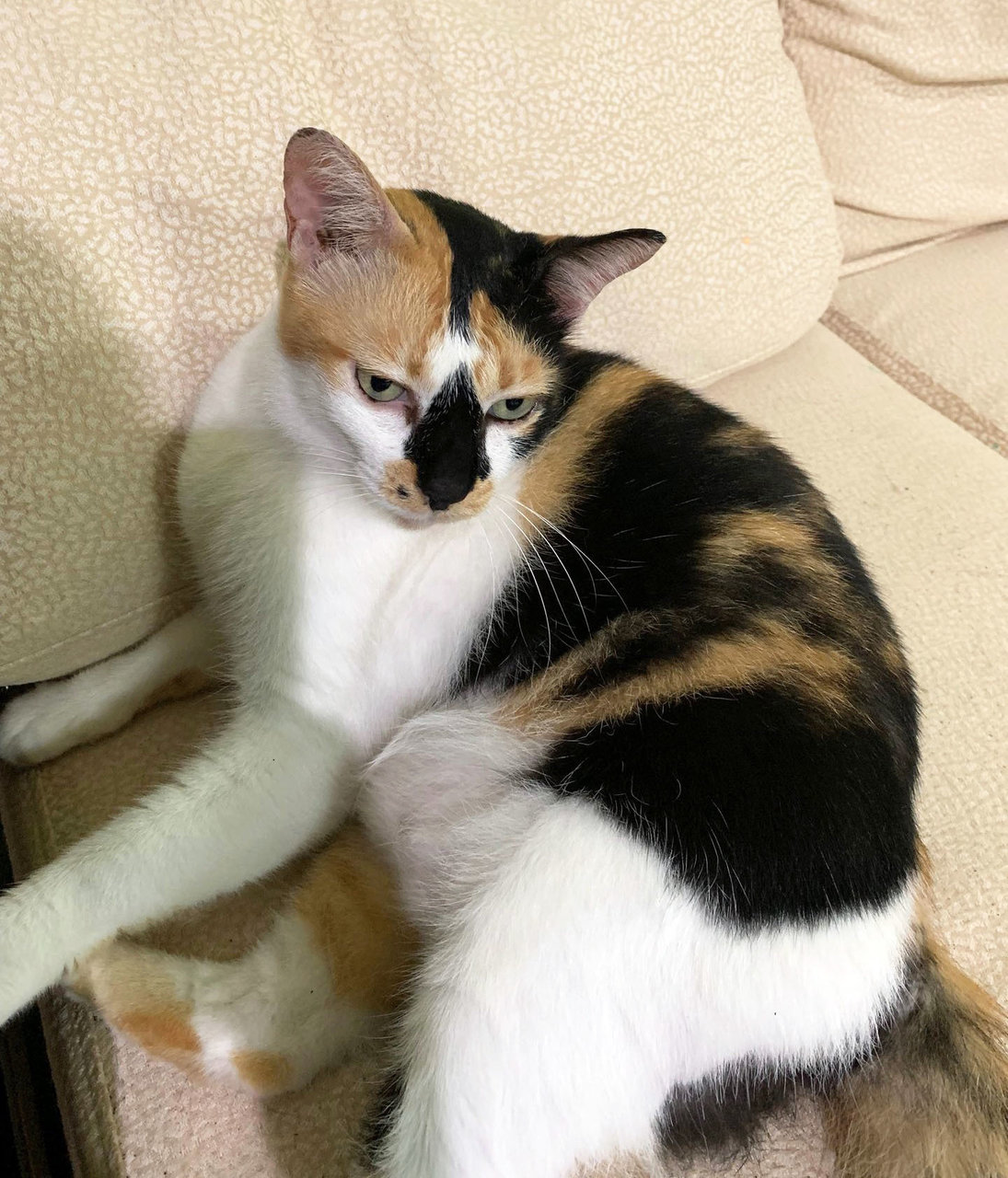 Patches - Domestic Short Hair + Calico Cat