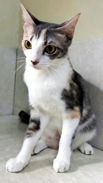 River: A Sweetheart Calico - Dilute Calico Cat