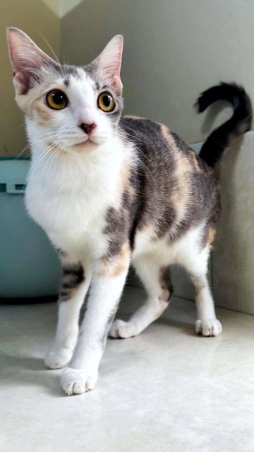 River: A Sweetheart Calico - Dilute Calico Cat