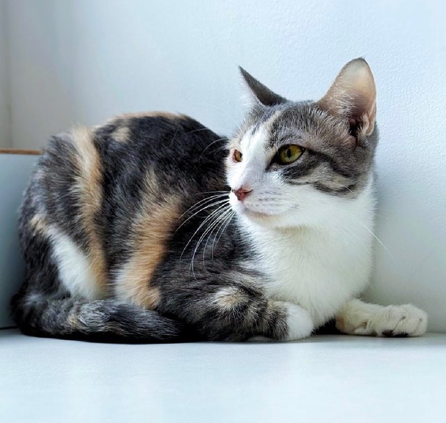 River: Needs Loving &amp; Patient Home - Dilute Calico Cat