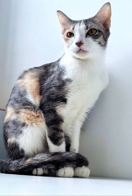 River: Needs Loving &amp; Patient Home - Dilute Calico Cat