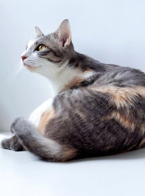 River: Needs Loving &amp; Patient Home - Dilute Calico Cat