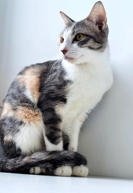 River: Needs Loving &amp; Patient Home - Dilute Calico Cat