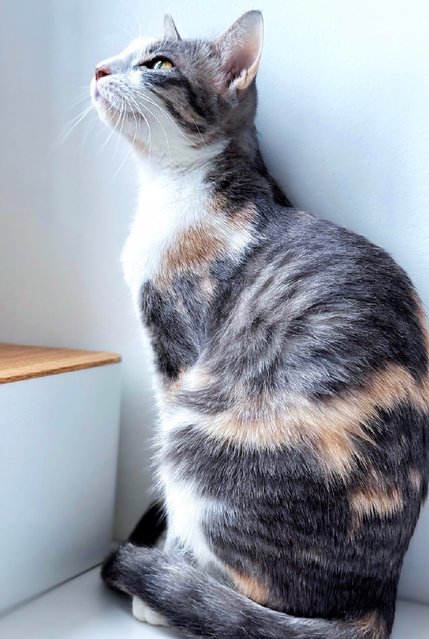 River: Needs Loving &amp; Patient Home - Dilute Calico Cat