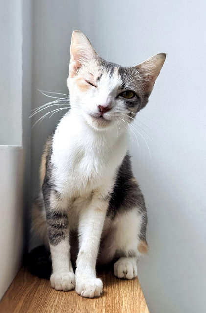 River: Needs Loving &amp; Patient Home - Dilute Calico Cat