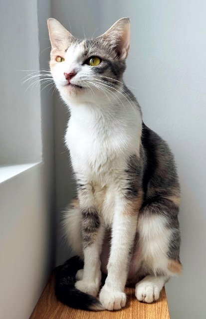 River: Needs Loving &amp; Patient Home - Dilute Calico Cat