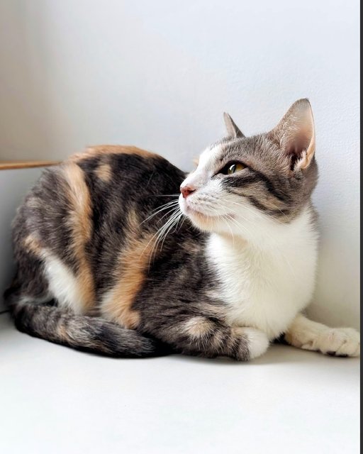 River: Needs Loving &amp; Patient Home - Dilute Calico Cat