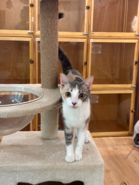 River: Needs Loving &amp; Patient Home - Dilute Calico Cat