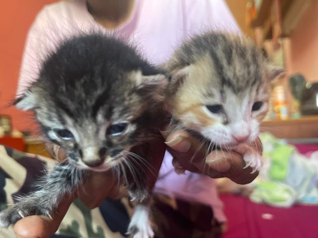 Bruno And Mars - Domestic Short Hair Cat