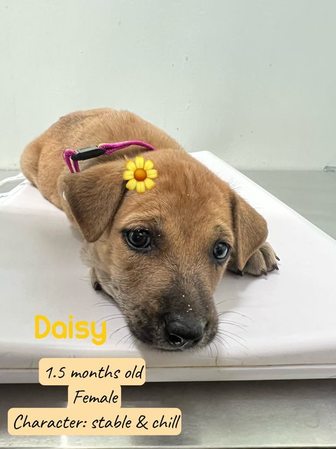 Daisy - Mixed Breed Dog