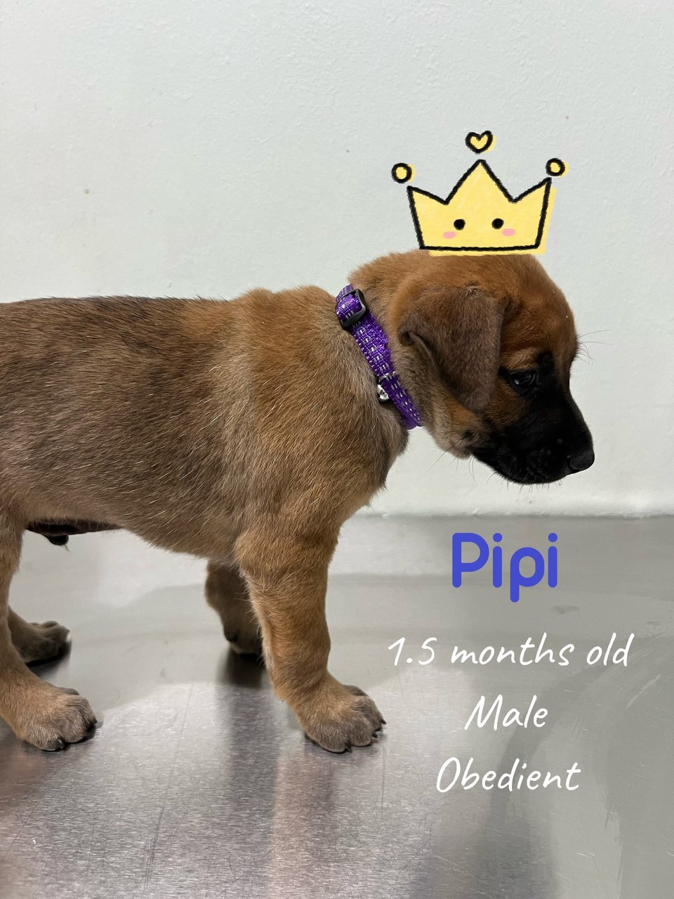 Pipi - Mixed Breed Dog