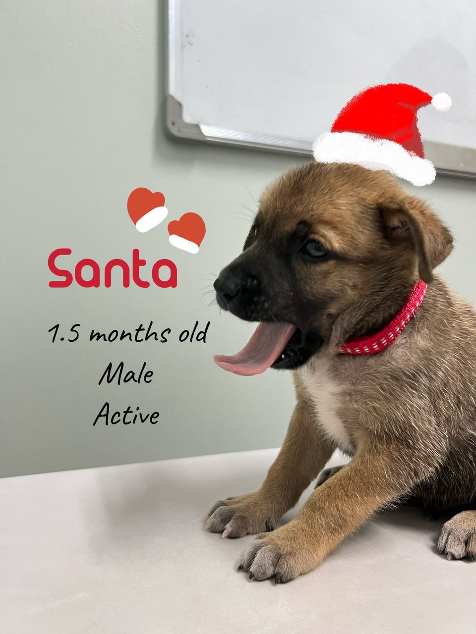 Santa  - Mixed Breed Dog