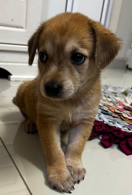 Golden Terrier  Mixed - Terrier Dog