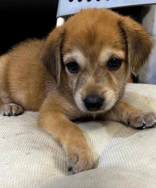 Golden Terrier  Mixed - Terrier Dog