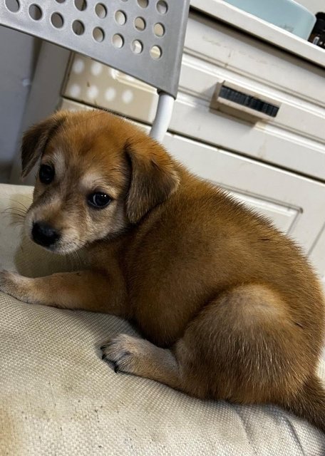 Golden Terrier  Mixed - Terrier Dog