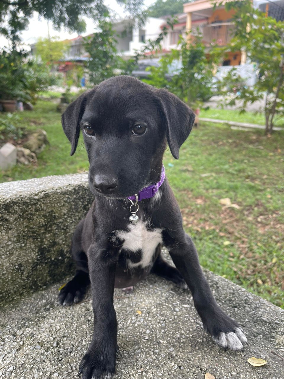 Shadow - Mixed Breed Dog