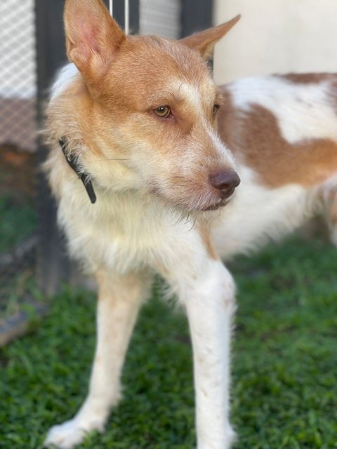 Nico - Cairn Terrier Mix Dog