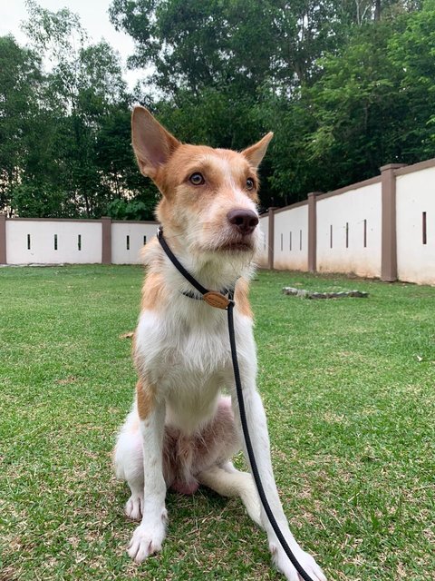 Nico - Cairn Terrier Mix Dog