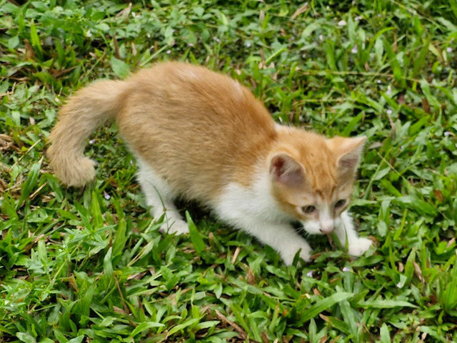 Sashimi &amp; Salmon - Domestic Medium Hair Cat