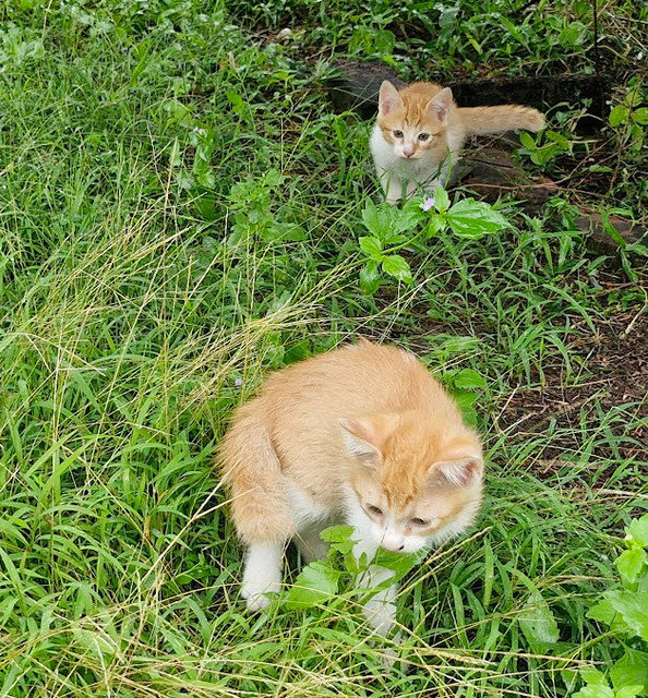 Sashimi &amp; Salmon - Domestic Medium Hair Cat