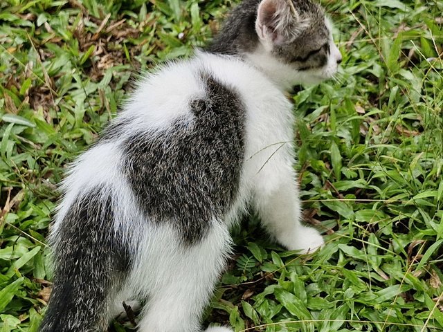 Sashimi (Male) &amp; Poe (Female) - Domestic Medium Hair Cat