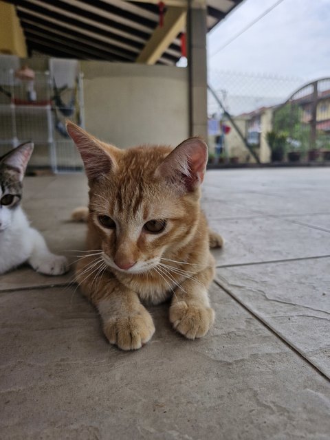 Hashbrown,sashimi (Male) &amp; Poe (Female) - Domestic Short Hair Cat