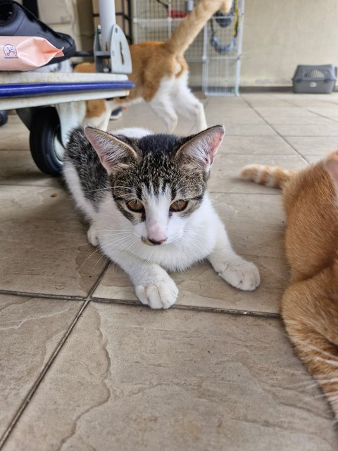 Hashbrown,sashimi (Male) &amp; Poe (Female) - Domestic Short Hair Cat