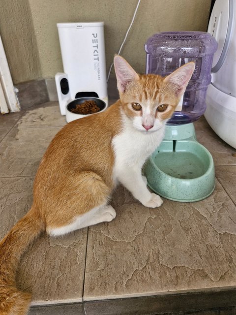 Hashbrown,sashimi (Male) &amp; Poe (Female) - Domestic Short Hair Cat